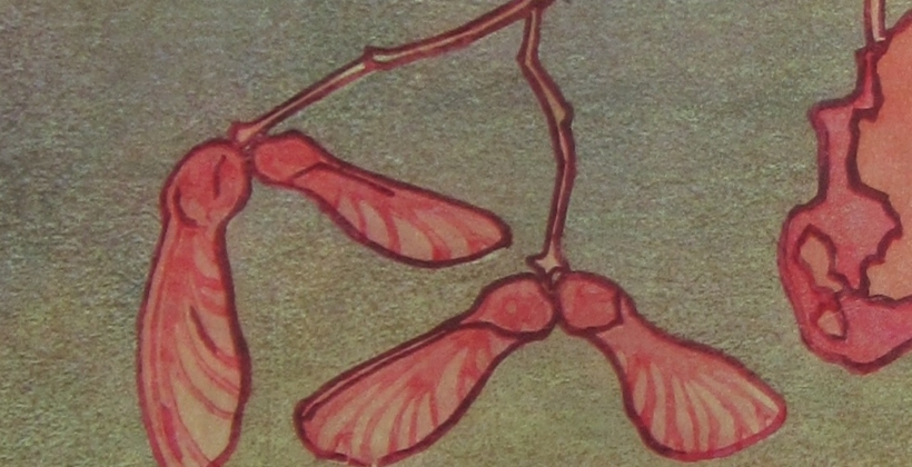 Mapleseeddtl-2-820x420.jpg